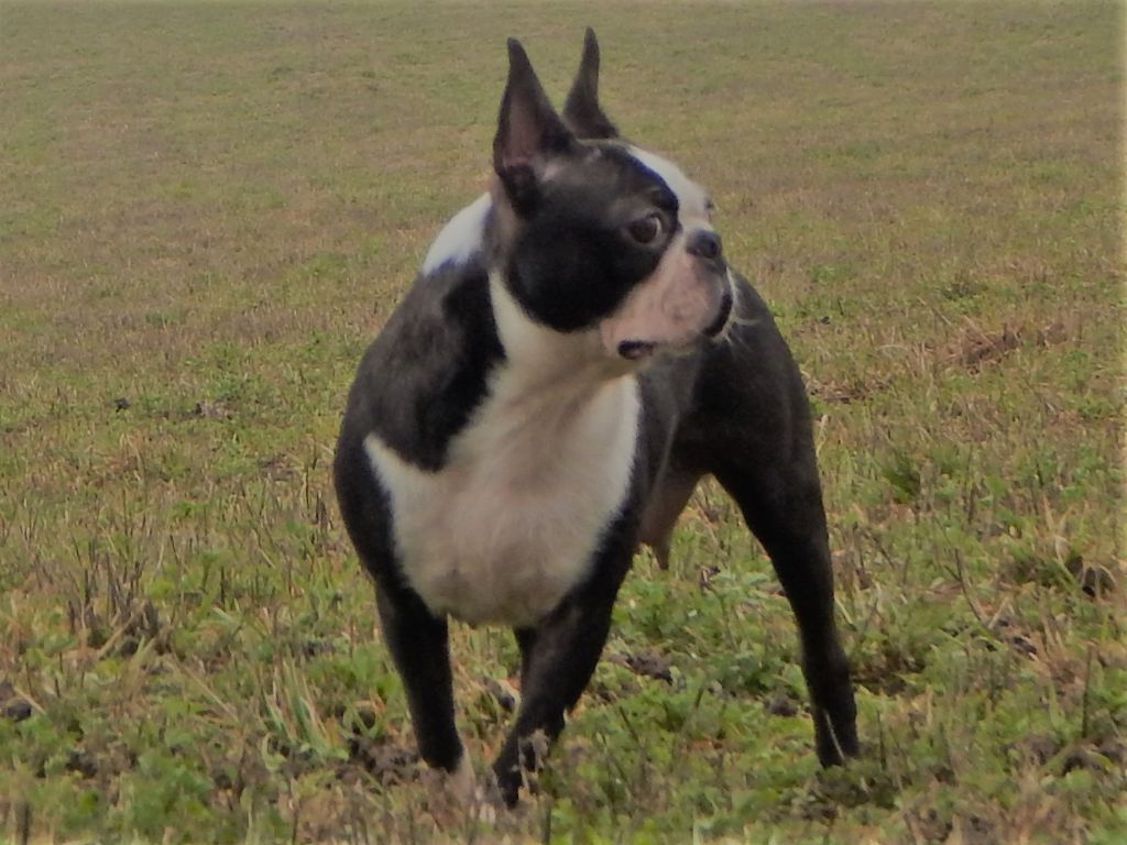 Les Boston Terrier de l'affixe   Du Domaine Louchine