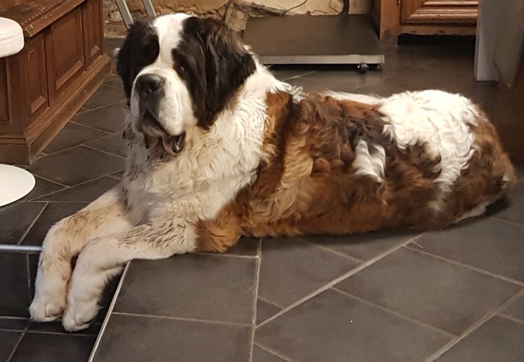 Les Saint Bernard De La Vallée De L Hogmiau