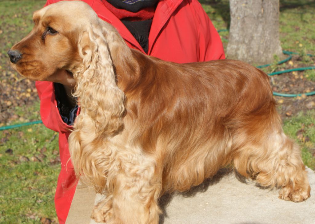 Les Cocker Spaniel Anglais de l'affixe   du domaine du Carbonel