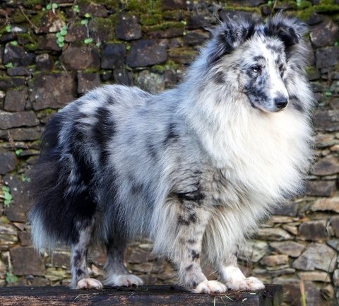 Chien Eleveur De Chiens Berger Shetland Sheepdog Loire