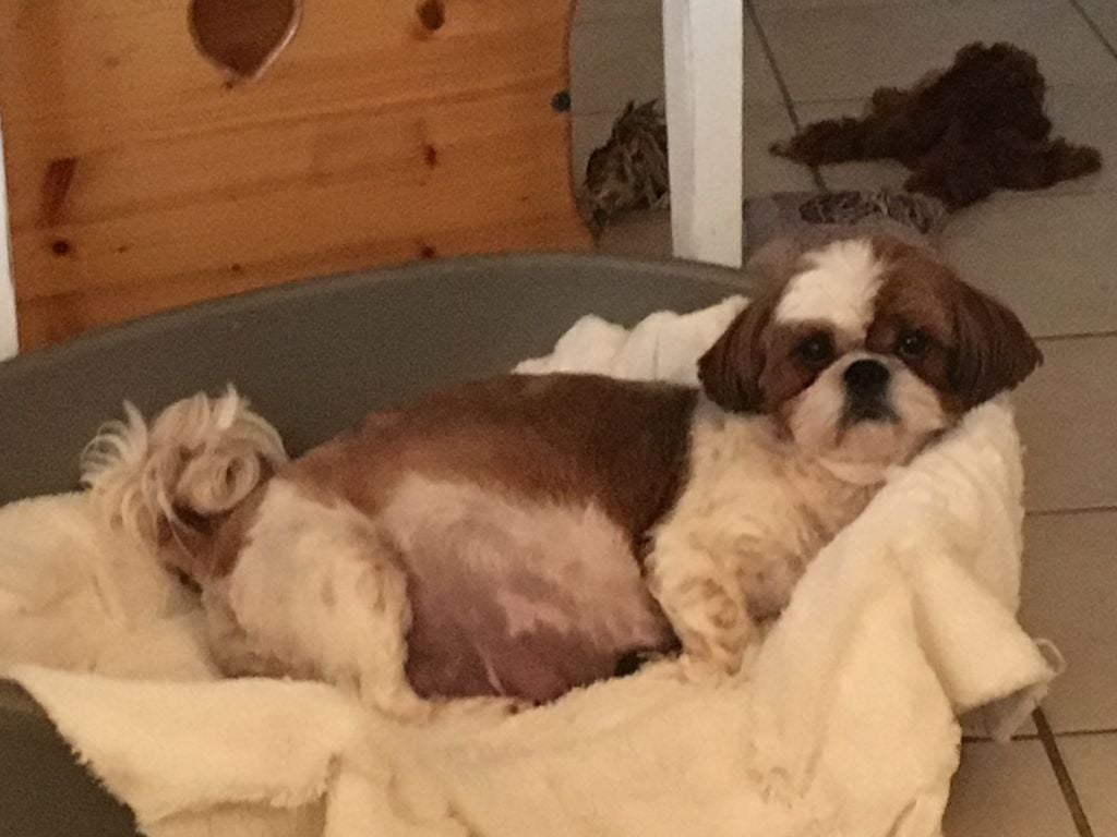 Les Shih Tzu de l'affixe   Des Moulieres de Baume