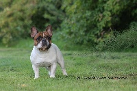 Étalon Bouledogue français - CH. Inedit Du Domaine De La Planchette