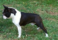 Étalon Boston Terrier - Lipton tonic de la Fin'Amor de Larzaelle