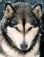 Étalon Alaskan Malamute - Island adlartok de laouen ki