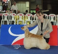 Étalon American Cocker Spaniel - CH. Love me tender of loving Star
