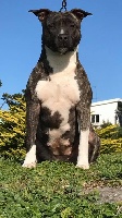 Étalon American Staffordshire Terrier - skyblue's Wr raven darkholme osm