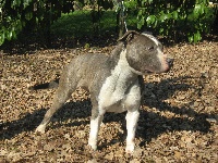 Étalon American Staffordshire Terrier - Maïa I have a dream