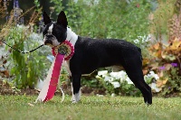 Étalon Boston Terrier - CH. zapa's distinguished Manhattan