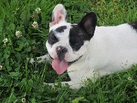 Étalon Bouledogue français - Lielle Of The Blue Sunshine