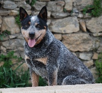 Étalon Bouvier australien - Julchen-blue du Shuunka Takan