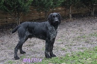 Étalon Chien d'arrêt allemand à poil dur - Matrix du Marais de Saintonge