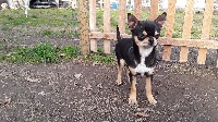 Étalon Chihuahua - Modem Du Clos Shooting Star