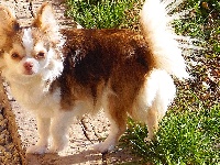 Étalon Chihuahua - CH. t & j sweet chihuahas Ruby
