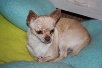 Étalon Chihuahua - Magouille (Sans Affixe)