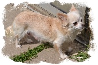Étalon Chihuahua - Harlestone au jardin des merveilles