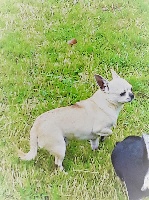 Étalon Chihuahua - Inouk Du clos de champcheny