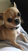 Étalon Chihuahua - Le petit caramelito du Harpouy D'Auzan