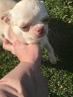 Étalon Chihuahua - G'lola de nottingley