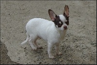 Étalon Chihuahua - Nestro de la plaine de nay