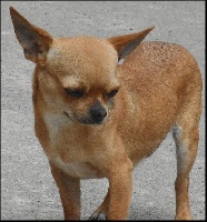 Étalon Chihuahua - Lily de la plaine de nay