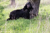 Étalon Cocker Spaniel Anglais - Lolita du bois de vayernaude