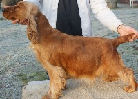 Étalon Cocker Spaniel Anglais - weeping willow's Maybe