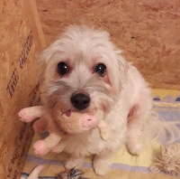 Étalon Coton de Tulear - Flavie D'ivandry