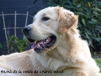 Étalon Golden Retriever - Link De La Vallée De Chère's Wood