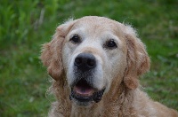 Étalon Golden Retriever - Cookie cosmos for viena volga (Sans Affixe)