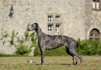 Étalon Greyhound - CH. Bakara's Jaffa