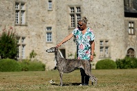 Étalon Greyhound - CH. fionn clann Zoe lane at bakara's