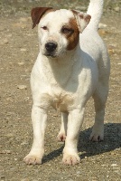 Étalon Jack Russell Terrier - Louise Du Moulin Sault