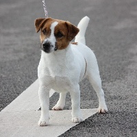 Étalon Jack Russell Terrier - nimble tail Zeppelin