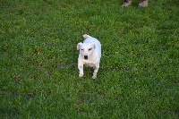 Étalon Jack Russell Terrier - Habile friponne d'Edennefamily