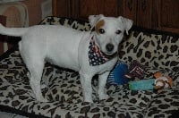 Étalon Jack Russell Terrier - Mayday de la pinkinerie