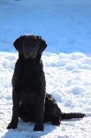 Étalon Labrador Retriever - Black Soldier New star