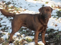 Étalon Labrador Retriever - Lovely brown Of great love