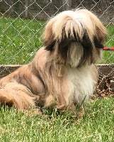 Étalon Lhassa Apso - Moustache de la campagne des lisses