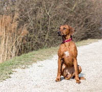Étalon Rhodesian Ridgeback - Maddy des portes de la moria