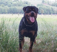 Étalon Rottweiler - Max de la vallee de lorraine