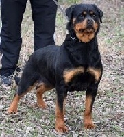 Étalon Rottweiler - Kena Earl antonius