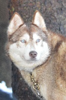 Étalon Siberian Husky - Magic Wolf J'suis trop jolie dit j'adore