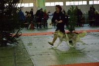 Étalon Siberian Husky - Number one de la Perle Siberienne