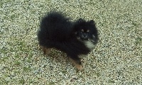 Étalon Spitz allemand - Manu From Lasting Love