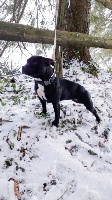 Étalon Staffordshire Bull Terrier - Milie extreme terror bbk