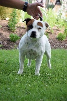Étalon Staffordshire Bull Terrier - Janet's pride Of Havannah Staff