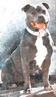 Étalon Staffordshire Bull Terrier - Loves aarwhenn's maya (Sans Affixe)