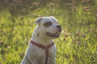 Étalon Staffordshire Bull Terrier - Corolorifamily Cn Mister apple jr