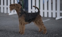 Étalon Welsh Terrier - CH. Juno du Bois Barré