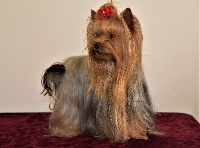 Étalon Yorkshire Terrier - Jolie coeur du Clan Des Korriquets